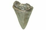 Serrated, Fossil Megalodon Tooth - North Carolina #338501-1